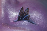 Pont Ledesma en “Global Face Art”